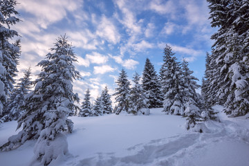 Clouds are floating in the blue sky above snow-covered spruce fo