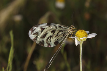Antlion (Myrmelentidae) on flower, Patras area, The Peloponnese, Greece, May 2009