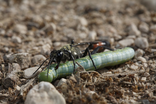 Parasitoid wasp (Ichneumonidae) carrying a large paralysed caterpillar to its nesting hole, The Peloponnese, Greece, May 2009