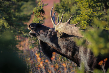 Profile of an impressive male Moose, looking up, in the late afternoon light, Denali National Park,...