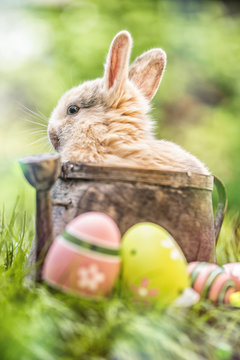 schöne Osterkarte Natur Osterhase 