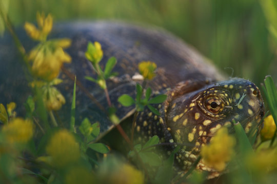 European pond terrapin (Emys orbicularis) in a meadow, The Peloponnese, Greece, May 2009