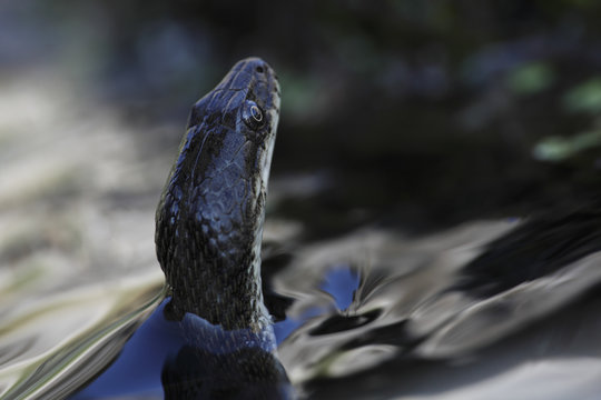 Dice snake (Natrix tesselata) hunting for small fish and tadpoles in a lake, Patras area, The Peloponnese, Greece, May 2009