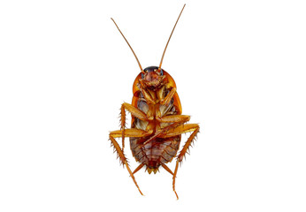 brown cockroach