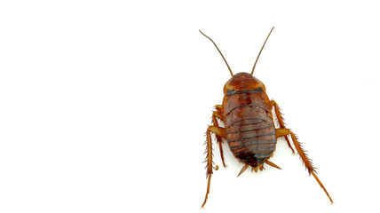 brown cockroach