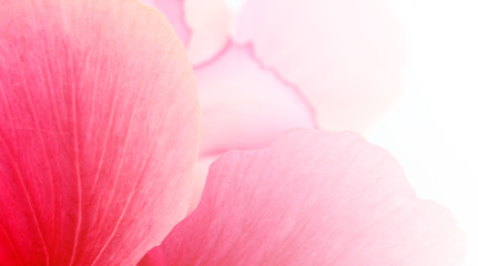Fototapeta na wymiar pink flower petal abstract background