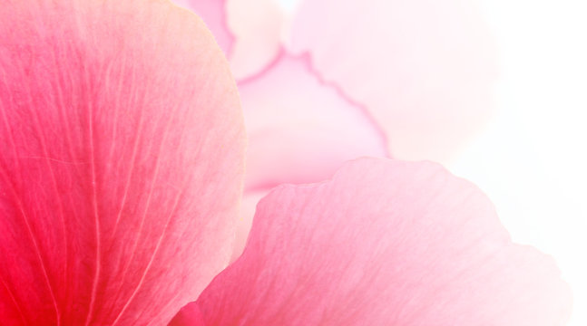 pink flower petal abstract background