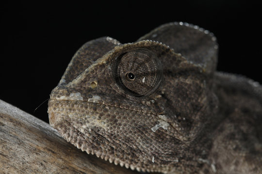 African chameleon (Chamaeleo africanus) portrait, photographed in a captive wintering program, The Peloponnese, Greece, May 2009