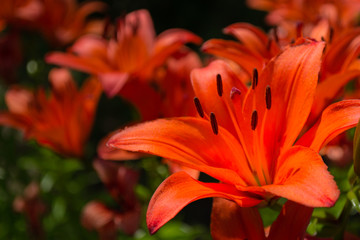 Orange lily closeup in the garden