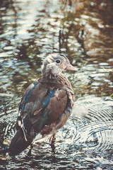 Canard