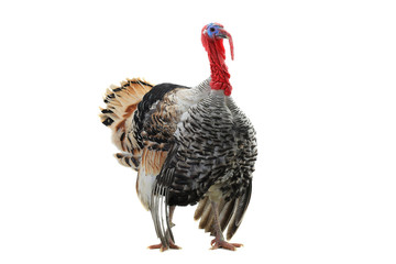 turkey-cock