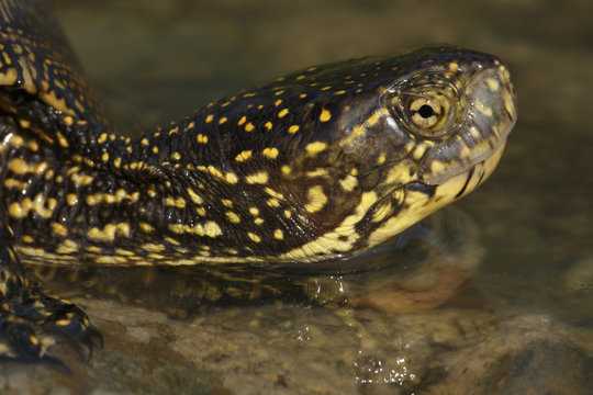 European pond terrapin (Emys orbicularis) portrait, The Peloponnese, Greece, May 2009