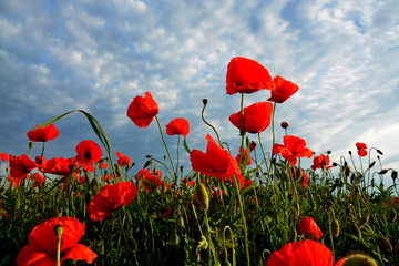 Obraz premium Poppies on a background of blue sky