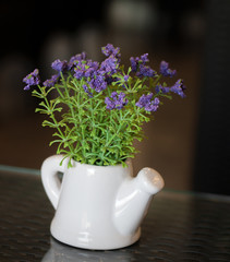 SMALL PLANT POTTED IN WATERING POT ON TABLETOP