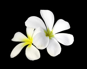 Two white plumeria flowers