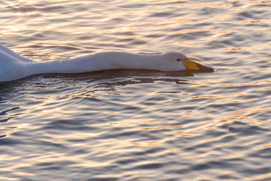 swan lake winter bird pleuston