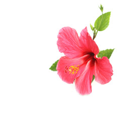 Flower hibiscus isolated on white background © jamroenjaiman