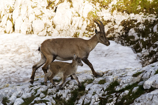 Ibex  female with juvenile, Triglav National Park,  Slovenia