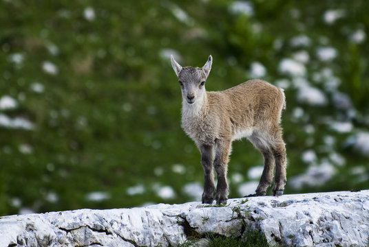 Young Ibex (Capra ibex) standing on rock, Triglav National Park, Julian Alps, Slovenia, July 2009