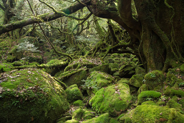 'Mononoke no Mori', Moss forest in Shiratani Unsuikyo, Yakushima Island, natural World Heritage...