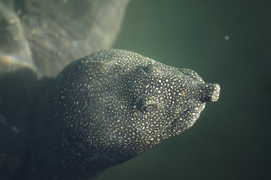 Close-up of African softshell turtle swimming in ocean