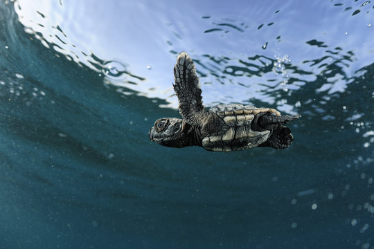 Newly hatched Loggerhead turtle (Caretta caretta) swimming in sea, Dalyan Delta, Turkey, July 2009