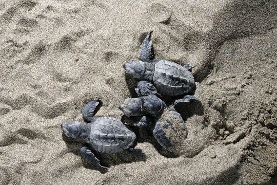 Newly hatched Loggerhead turtles (Caretta caretta) emerging from the sand, Dalyan Delta, Turkey, July 2009