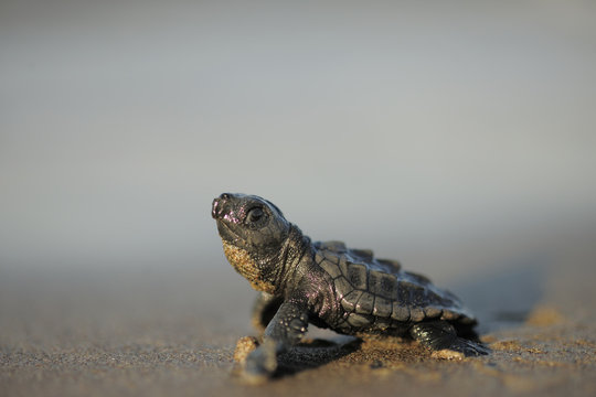 Newly hatched Loggerhead turtle (Caretta caretta) heading for the sea, Dalyan Delta, Turkey, August 2009
