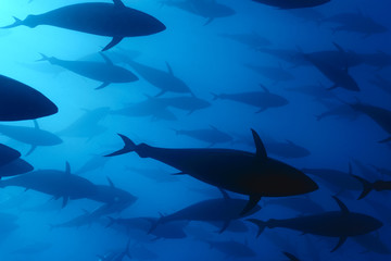 Atlantic bluefin tuna swimming underwater, Malta
