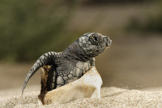 Loggerhead Turtle Hatching, Turkey