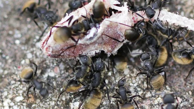 Formigas comendo lagartixa.