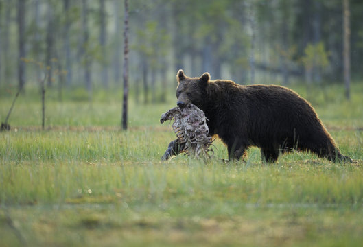 Eurasian brown bear (Ursus arctos) carrying part of carcass, Kuhmo, Finland, July 2008