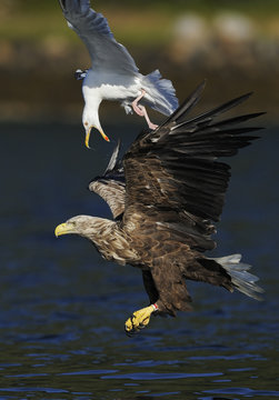 White tailed sea eagle (Haliaeetus albicilla) in flight being mobbed by Greater black backed gull (Larus maritimus) Flatanger, Norway, August 2008
