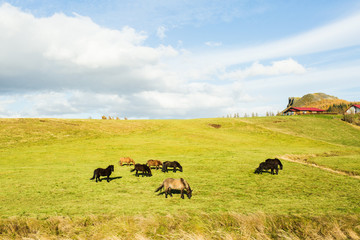Herd of horses grazing on green pasture
