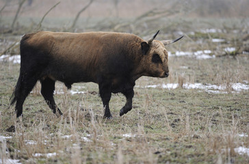 Heck cattle (Bos taurus) auroch relative, walking profile, Oostvardersplassen Nature Reserve, part of European Rewilding Area Network, The Netherlands