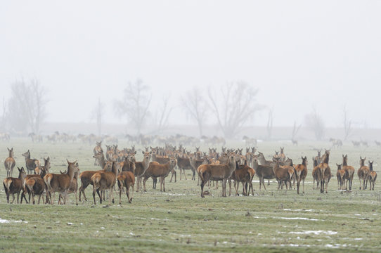 Red deer (Cervus elaphus) and Konik horses (Equus ferus), relative of the wild Tarpan horse, Oostvardersplassen Nature Reserve, The Netherlands