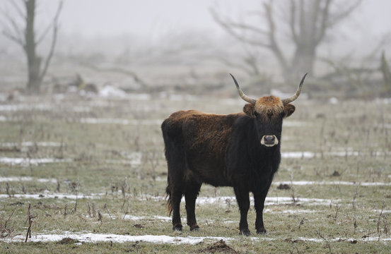 Heck cattle (Bos taurus) auroch relative, Oostvardersplassen Nature Reserve, part of European Rewilding Area Network, The Netherlands