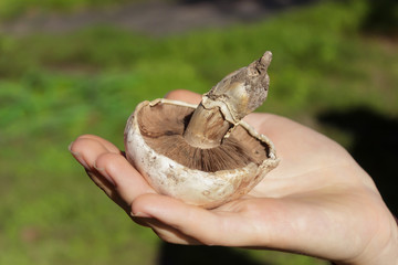 Fresh mushrooms mushrooms with its roots and earth in the palm o