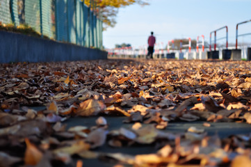 Fallen Leaves and Silhouette_落ち葉と人影