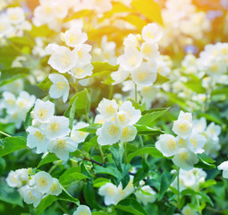 Beautiful blooming jasmine close-up in the sunlight