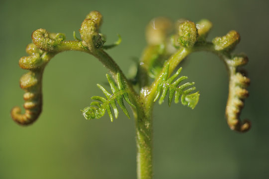 Bracken unfolding (Pteridium aquilinum) Campanarios de Azaiba Nature Reserve, Salamanca Region, Castilla y Leon, Spain, May
