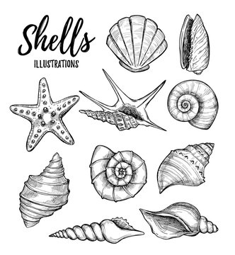 Hand drawn vector illustrations - collection of seashells.  Mari