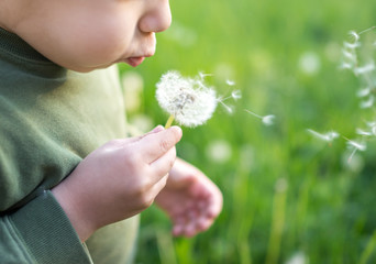 Baby boy blowing dandelion