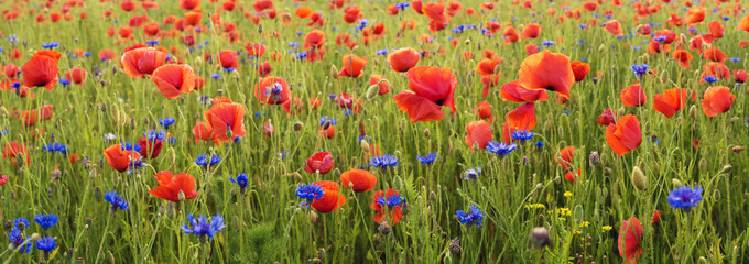 Naklejka premium panorama of wild poppies