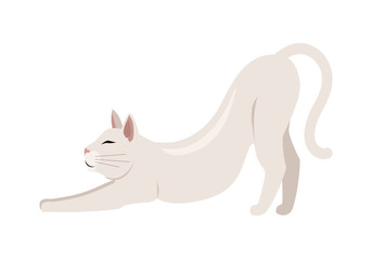 Burmilla Shorthair Cat Flat Vector Illustration