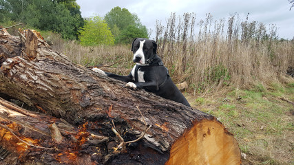 Bulldogge Holz