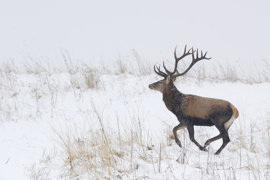 * REPEAT Red deer (Cervus elaphus) stag running in snow, Bieszczady Mountains, Poland
