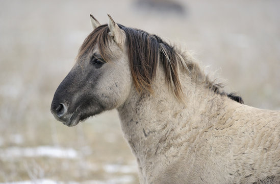 Konik horse (Equus ferus caballus), relative of the wild Tarpan horse, Oostvardersplassen Nature Reserve, The Netherlands
