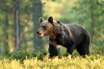 Brown bear walking in a forest at summer. Predator. Grizzly.