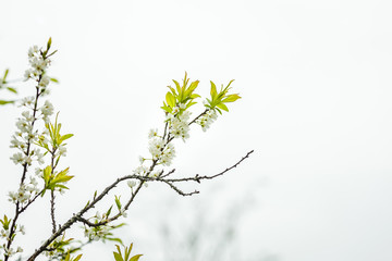 Obraz premium Plum flowers at Moc chau town
